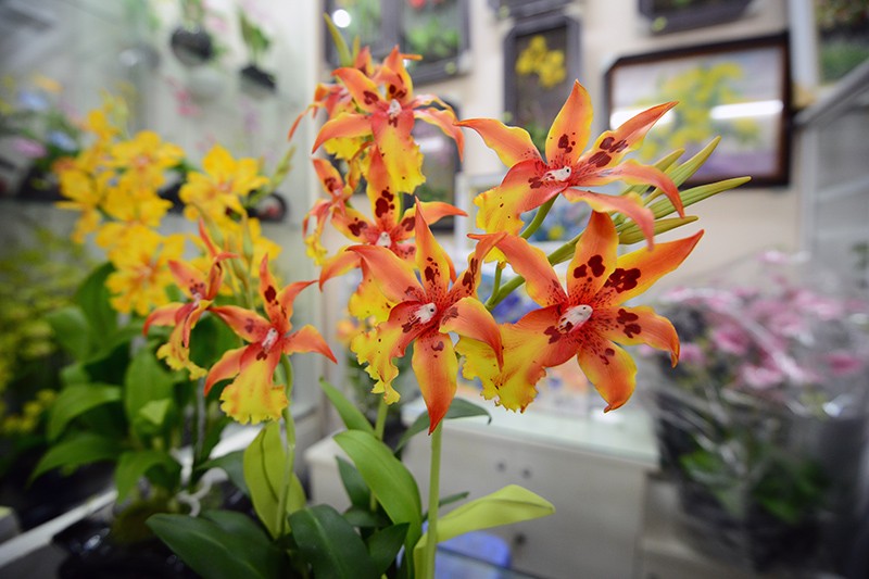 Muôn vẻ hoa ... đất chơi Tết ảnh 4